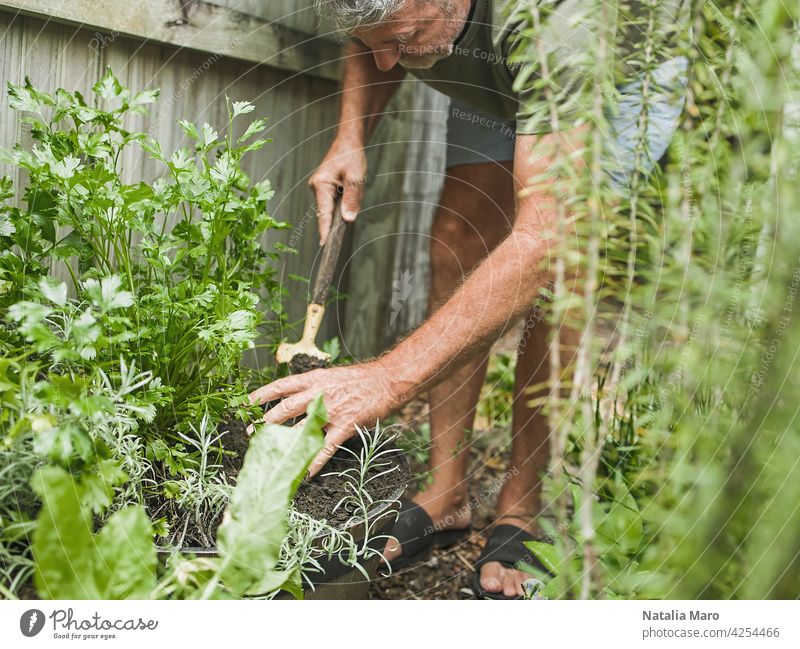 Senior man cuts rosemary in courtyard. Home gardening, herbs and plants in garden nature watering parsley leaf basil one man only Mature Adult aloe vera spring