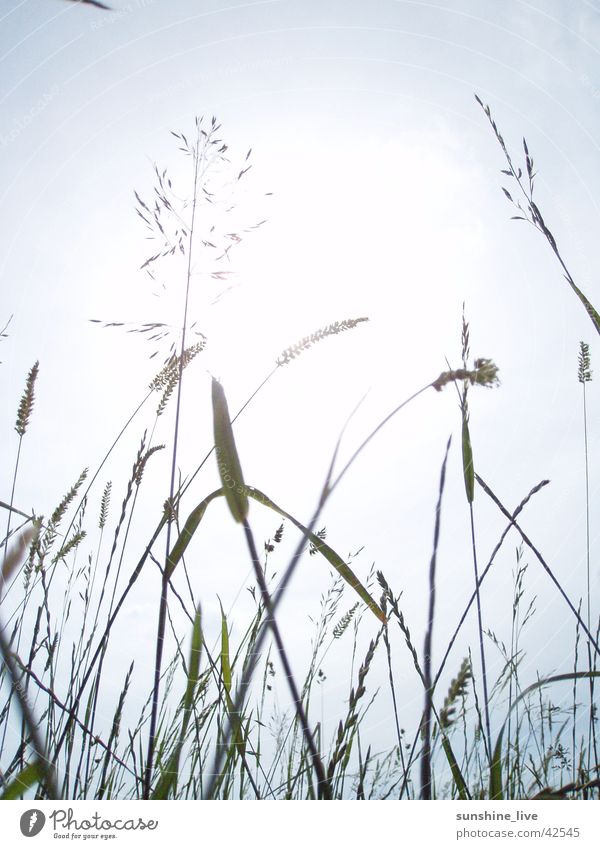 enjoy the silence Blade of grass Grass Meadow Calm Nature Sun