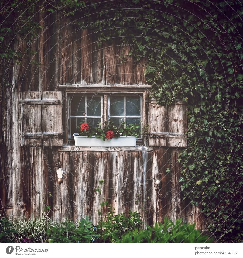 schöner wohnen Holzhaus alt historisch Fenster wertvoll nachhaltig Blumenkasten Geranie Efeu Bewuchs eingewachsen Adelegg Allgäu daheim heimelig