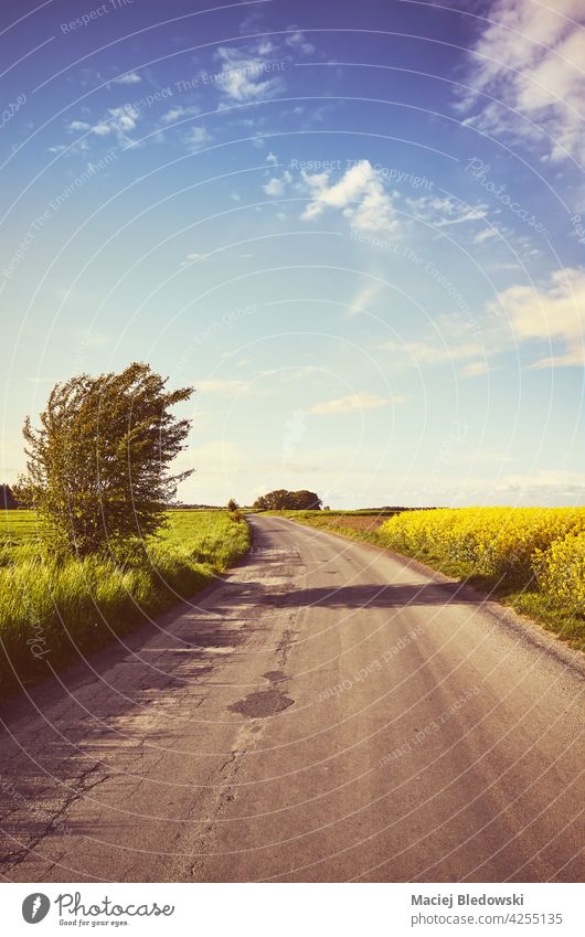 Road by a rapeseed field in blossom at sunset, color toning applied. road rural spring summer travel journey landscape retro vintage trip horizon farming
