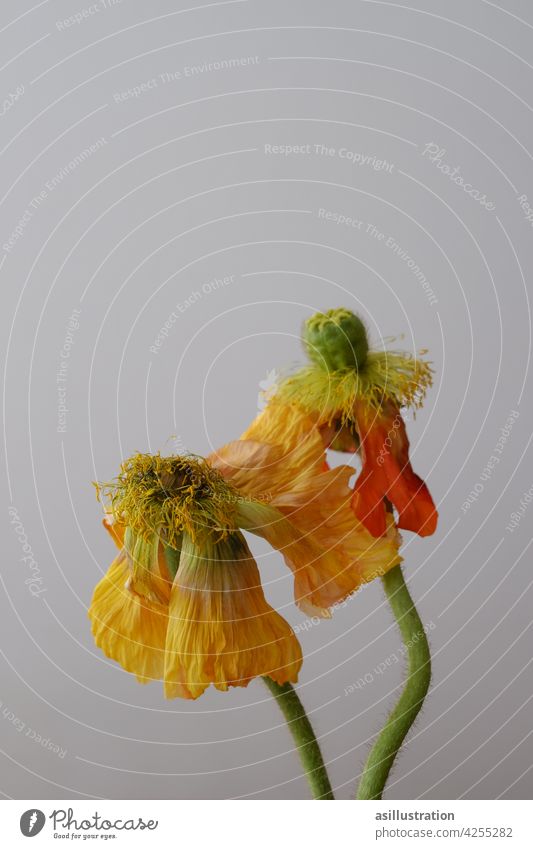 Withered poppy Poppy Blossom leave Faded variegated sad colourful pretty withered Flower Flower stem Pistil heyday Colour photo Plant Calyx