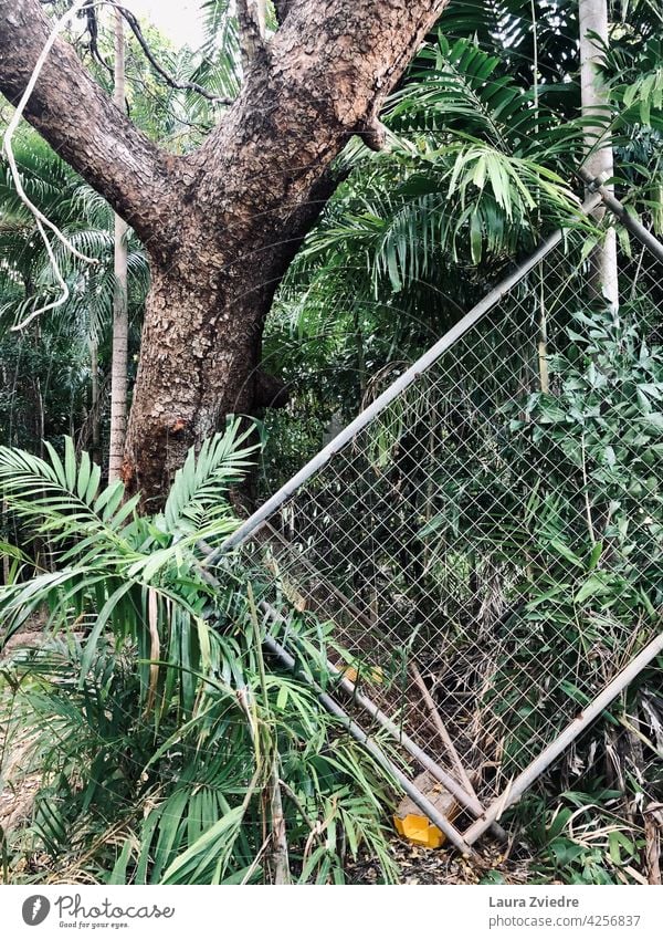 Fence in the jungle Tropical green forest metal fence upside down upsidedown Metal Barrier Wire netting Wire fence Protection Exterior shot Nature Tree old tree