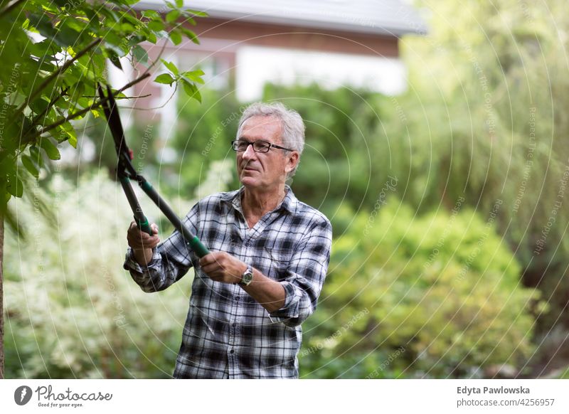Senior man pruning branches in back yard senior old men male home house people lifestyle enjoying at home domestic life real people pensioner pensioners casual