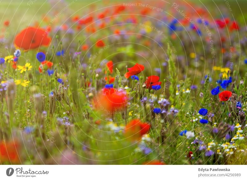 Beautiful summer wildflower meadow field poppy red nature poppies flowers spring green landscape grass bloom blossom garden plant rural blue beauty countryside
