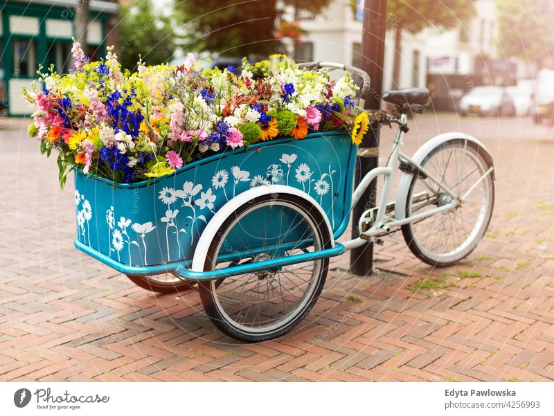 Cargo bike with flowers, Holland, Europe bicycle old vintage wall transport retro wheel street transportation urban cycling city antique basket ride rusty