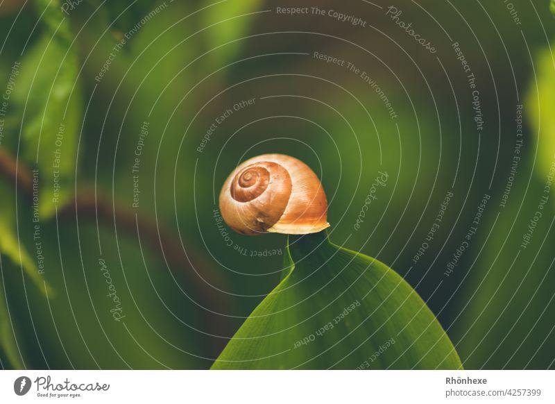 A small snail clings to a lily of the valley leaf Crumpet Snail shell Animal Close-up Nature Macro (Extreme close-up) Exterior shot Colour photo Detail Plant