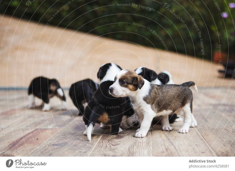 Charming Border Collie puppies playing on parquet puppy border collie dog animal pet canine mammal domestic floor friendly charming together having fun omnivore