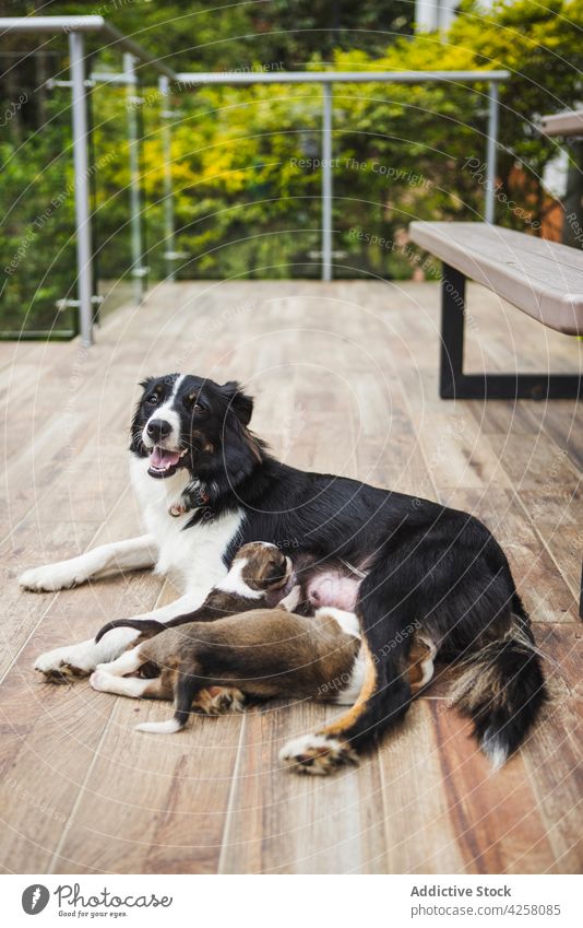 Border Collie feeding cute puppies on veranda border collie puppy canine pet dog animal mouth opened charming friendly eat mammal domestic floor together