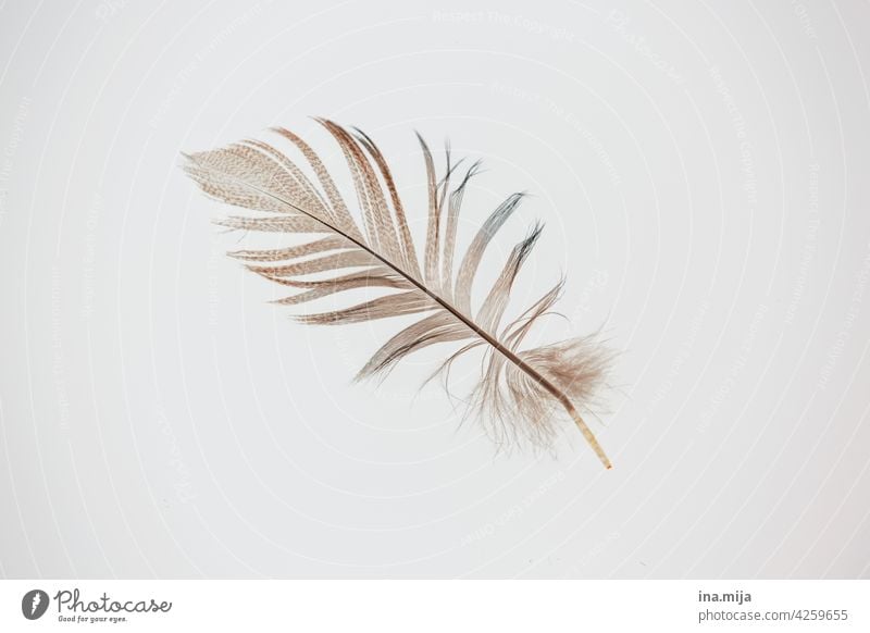 as light as a feather Feather Easy Flying flight Delicate Soft birds Grand piano Bird Ease Smooth Downy feather Fine Decoration Feather headdress feathered