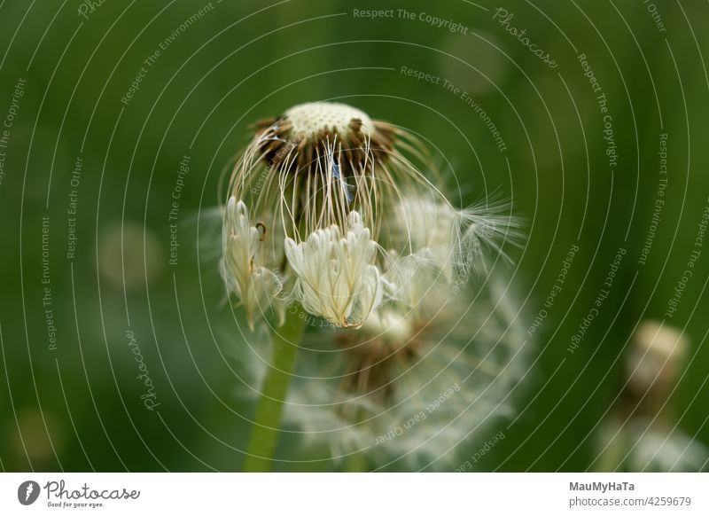 dandelion with scattered seeds Dandelion field Nature Plant Flower Meadow Spring Green Grass Colour photo Wild plant Exterior shot Day Close-up Garden White