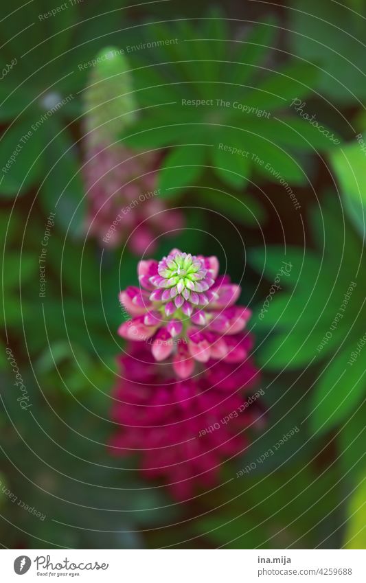 FLOWERING TIME Blossom pink Pink Green Garden Flower Plant Nature Blossoming pretty naturally Spring Summer Blossom leave Colour photo Esthetic Day