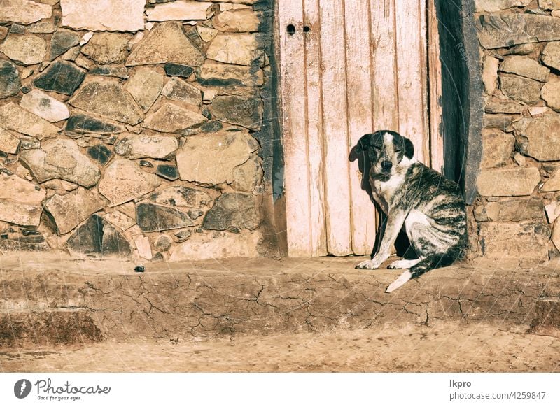 near a house the  dog  waiting alone old door dirty animal wood wall black white building street nobody pet canine head hole background domestic entrance grunge