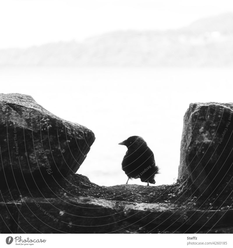 a watchman of the Scottish loch Bird Jackdaw Wall (barrier) Silhouette Lake outlook Scotland black-and-white Traces of fomer wall Rest of a wall Mysterious