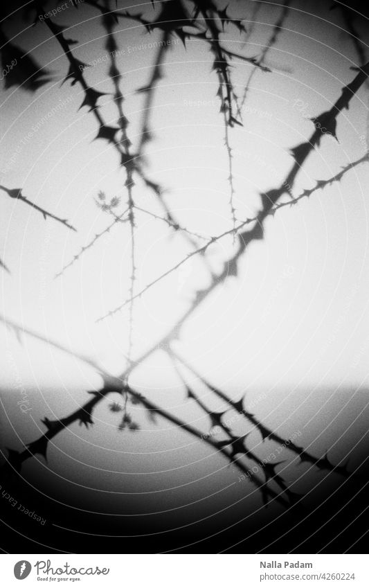 Thorns crisscross Analog Analogue photo B/W black-and-white Black & white photo Branch Branchage thorns Line lines prickly Nature Exterior shot violating