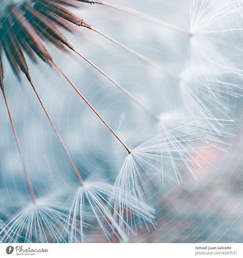 romantic dandelion flower seed in springtime plant white blue floral garden nature natural beautiful decorative decoration abstract textured soft softness