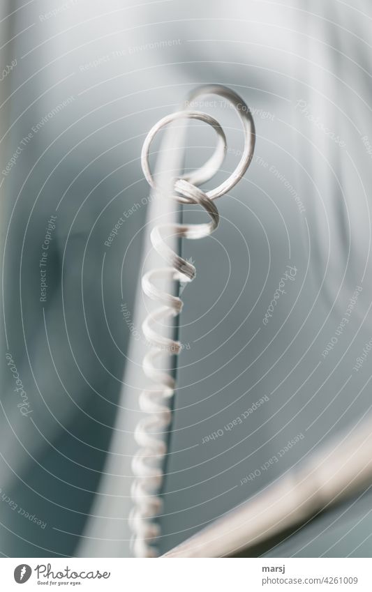 A faded hint of curl. shoot tendril Tendril Nature Thin Authentic naturally spirally Abstract Shallow depth of field Spiral Plant Rotate Neutral Background