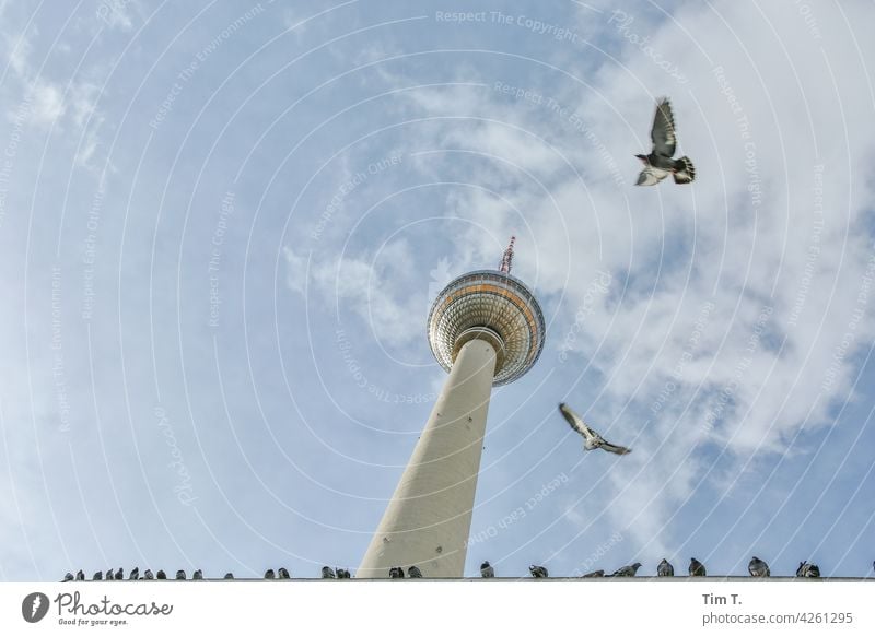the Berlin television tower with pigeons in flight from below Television tower Berlin TV Tower Pigeon Alexanderplatz Bird Landmark Capital city Sky Architecture
