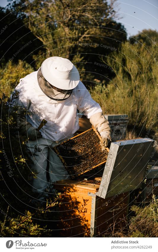 Beekeeper working in apiary man beekeeper honeycomb beehive male beekeeping costume insect protect suit professional nature farm natural organic rustic season