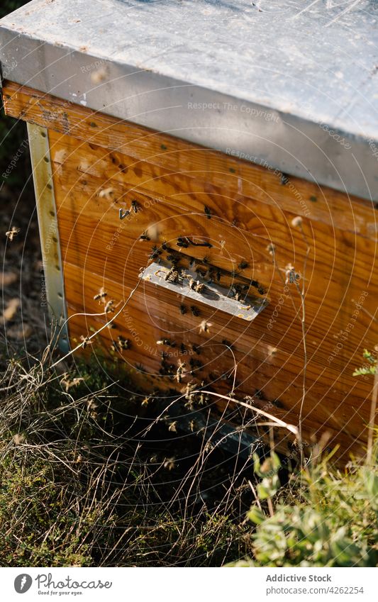 Hive with honeycombs in garden bee hive beehive apiary wooden farm rural organic nature rustic country farmland timber season lumber material shabby countryside