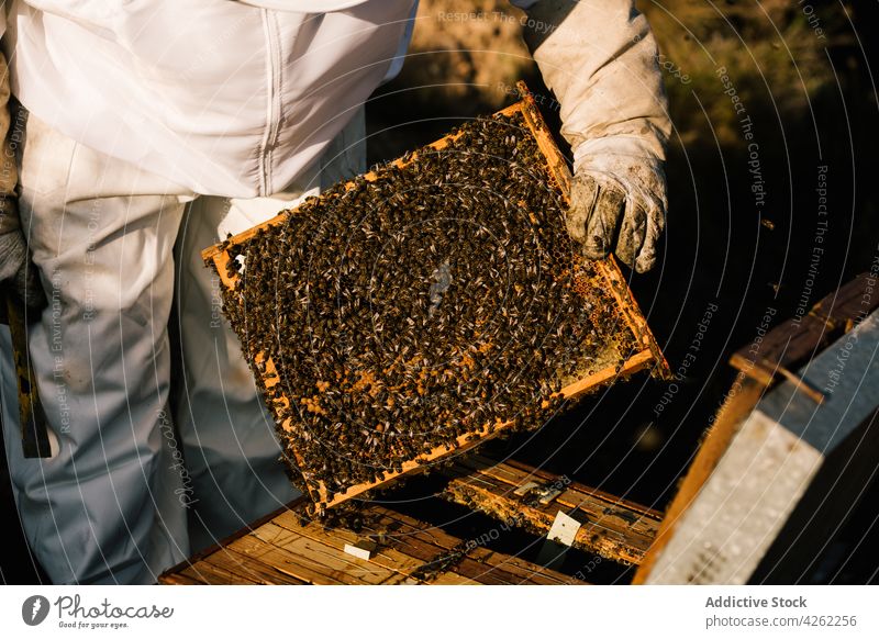 Unrecognizable beekeeper holding frame of honeycombs with bees farm apiary agriculture wicker equipment job professional organic glove outdoor countryside work