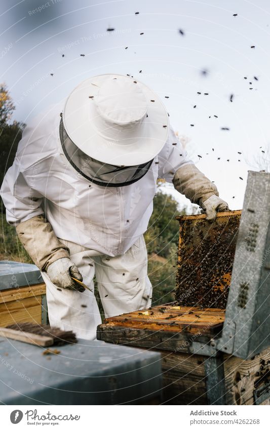 Beekeeper working in apiary man beekeeper honeycomb beehive male beekeeping costume insect protect suit professional nature farm natural organic rustic season