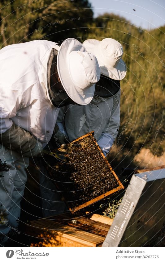 Beekeepers working together in apiary beekeeper honeycomb beehive beekeeping costume insect protect suit professional nature farm natural organic rustic season