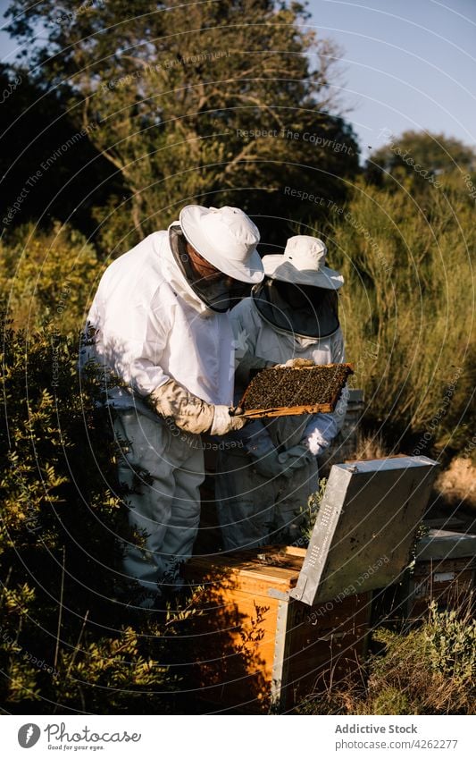 Beekeepers working together in apiary beekeeper honeycomb beehive beekeeping costume insect protect suit professional nature farm natural organic rustic season