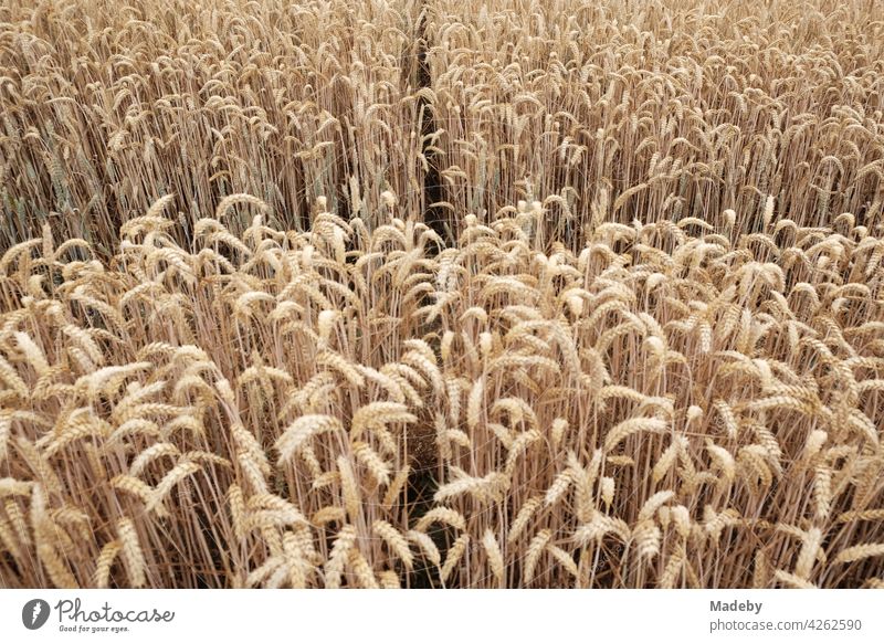 Divided grain field in natural colours in summer in Oerlinghausen near Bielefeld at the Teutoburg Forest in East Westphalia-Lippe Wheat Grain Wheatfield