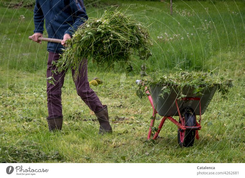 Man loads wheelbarrow with scythed grass Outdoors Gardener labour Green cut grass Gardening masculine person flora Nature Plant Grass Spring daylight Lawn