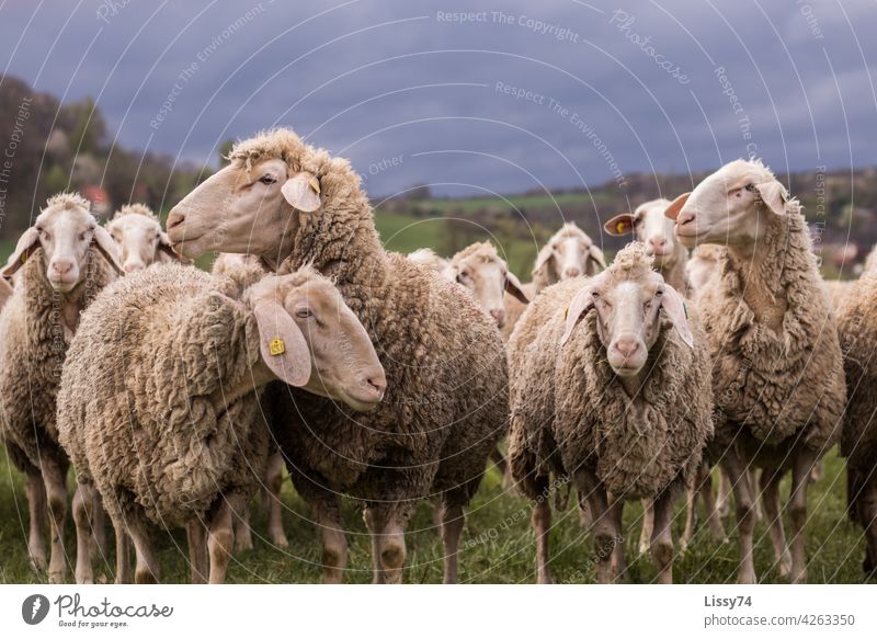 Sheep standing on pasture Flock sheep Nature animals Herd Meadow Group of animals Wool sheep's wool Colour photo Exterior shot idyllically Farm animals