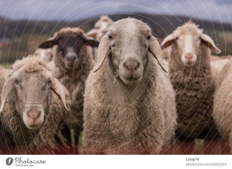 4 sheep standing side by side in the pasture Flock Nature animals Herd Meadow Group of animals Wool sheep's wool Colour photo Exterior shot idyllically
