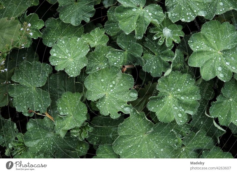 Water drops on large green leaves of a shrub in a cottage garden in summer in Rudersau near Rottenbuch in the district of Weilheim-Schongau in Upper Bavaria