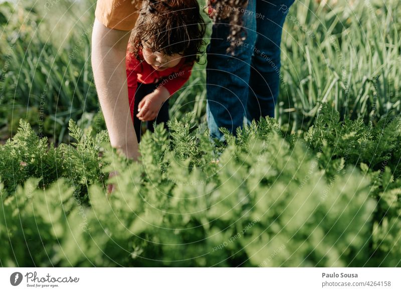Mother and daughter gardening motherhood Mother with child Child 1 - 3 years Caucasian Gardening Carrot togetherness Happy Infancy Woman Happiness Love