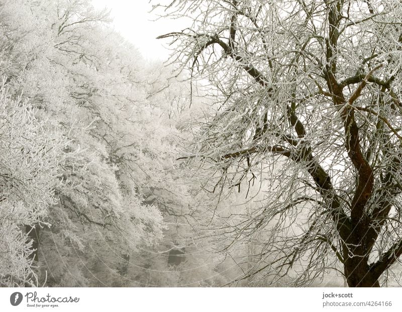 Icy frosty trees with hoarfrost Nature Frost Romance Winter forest Winter mood Winter's day bare trees Hoar frost Background picture Enchanted forest