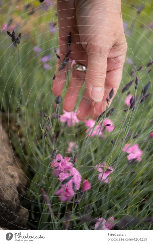 Hand on pink bearded carnations in flower bed flowers Flowerbed Garden Flower love Nature Love of nature Blossoming Summer free time Pink Plant Exterior shot
