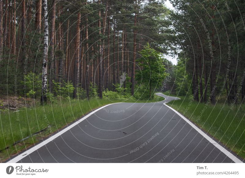 a forestry and cycle path in the Spreewald Forest road Exterior shot Nature Tree Landscape Environment Deserted Day Lanes & trails Brandenburg Relaxation Idyll
