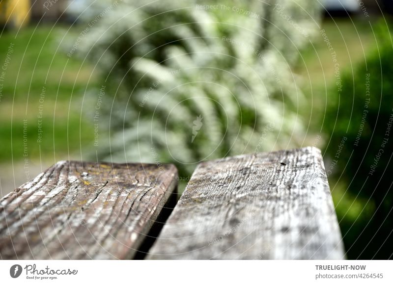 Simple resting place: two thick boards exposed to wind and weather form a nicely aged bench and invite to sit in the green, in the background a white-flowering shrub is out of focus.