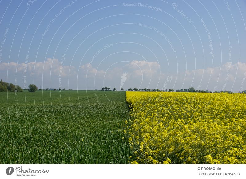 split field green yellow agrarian Landscape fields Canola Green Yellow Sky Divided Border Neighbor Agriculture Deserted Copy Space top Spring Summer