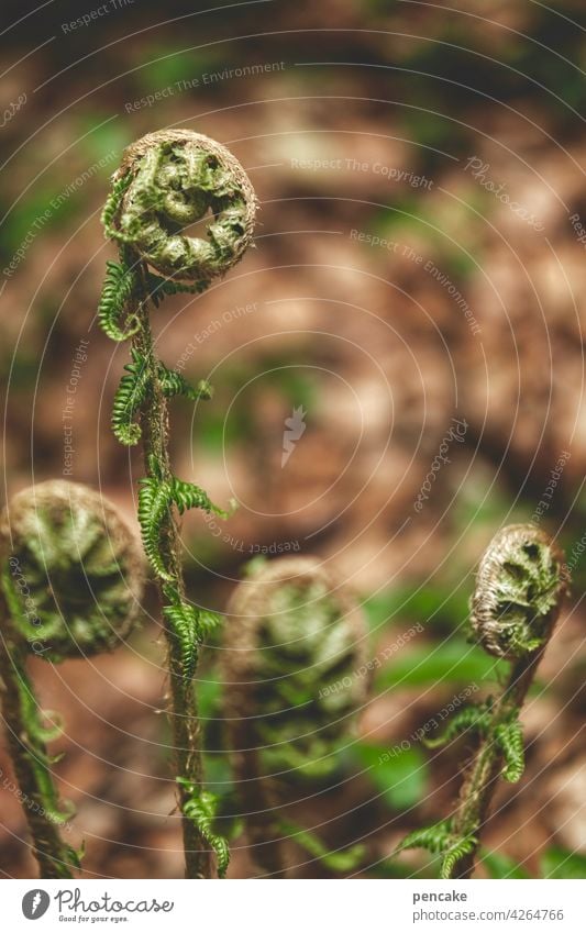 opening hours Fern Wild plant Forest Endangered species safeguarded snail shape Crumpet spring Shallow depth of field Environment Close-up Leaf curled