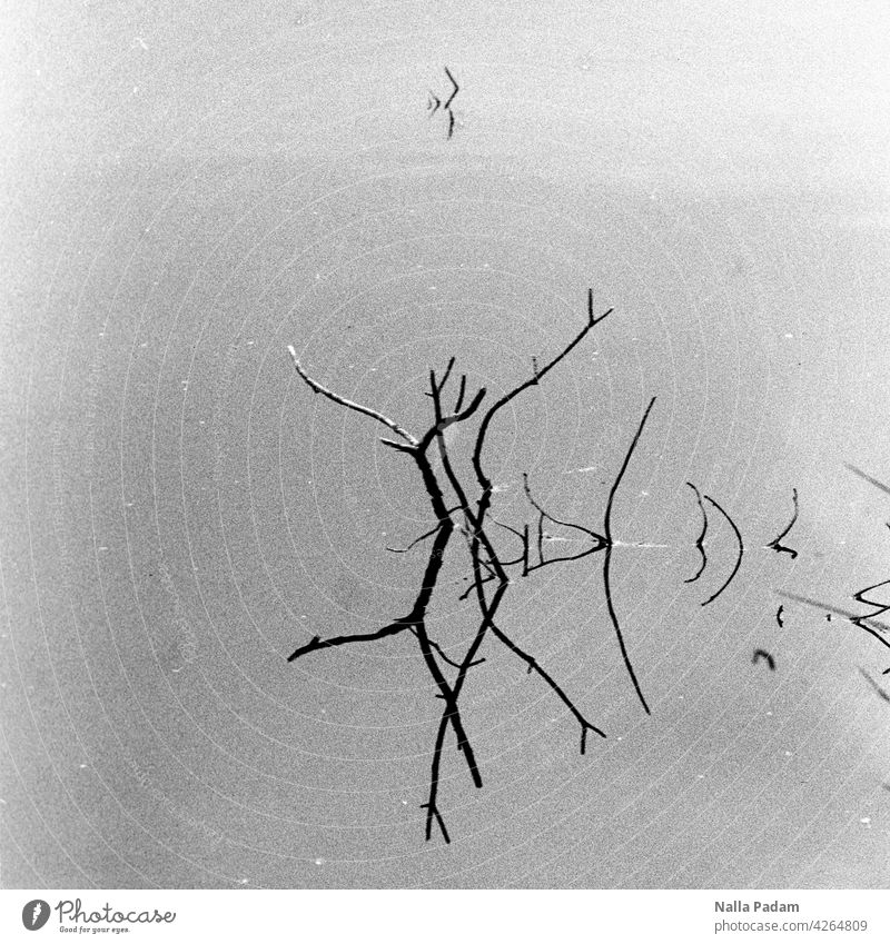 Dancing couple Analog Analogue photo B/W black-and-white Black & white photo Water Branch Branchage reflection Exterior shot Nature dance