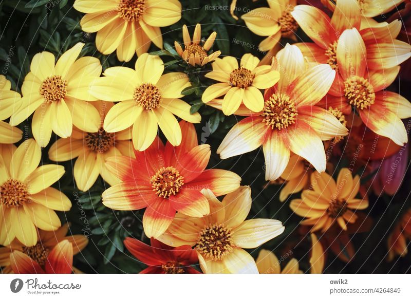 Joe his Two-tooth Bidens Flower Yellow Orange Close-up Balcony plant Plant Blossom inflorescence Colour photo Nature Summer Blossoming Deserted Exterior shot