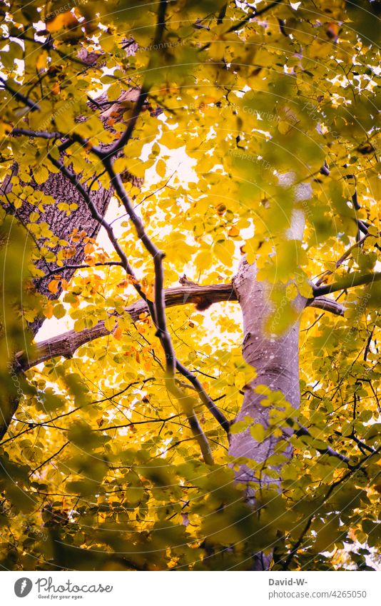 Squirrel high up in the tree Tree Tall Above leaves branches foliage Autumn Autumnal Sunbeam covert Animal Forest Nature