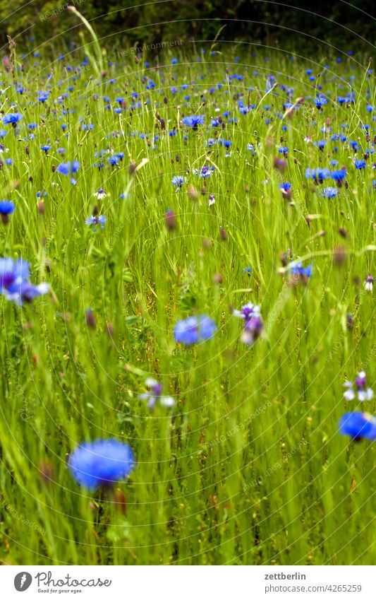 Meadow with cornflowers acre Blue Blue flower Flower Field spring Spring Cornflower clearing Nature Romance romantic Summer Growth Wild wild meadow cyans