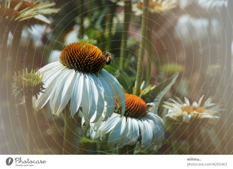 flower. with bee. summer hat white coneflower white summer hat Echinacea purpurea Alba Flower medicinal plant flowers Bee Summery Rudbeckia