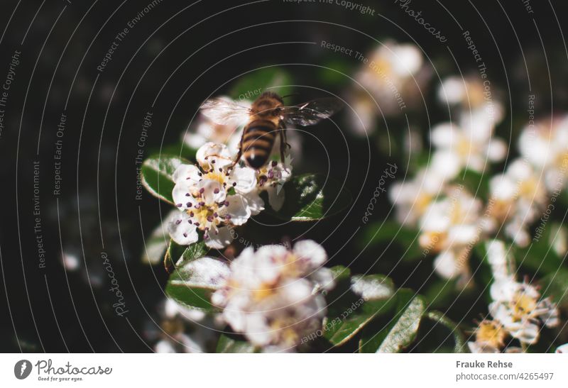 Bee approaching a dwarf medlar flower Grand piano Delicate Transparent show through Pygmy Medlar Blossom Nectar Animal Summer Plant Buzz World Bee Day amass