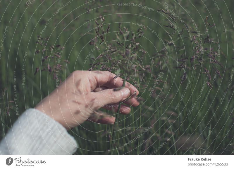 Hand of a woman holds a meadow panicle. On the hand play the shadows of the grasses around. tranquillity Nature Meadow Grass blade of grass Kentucky bluegrass