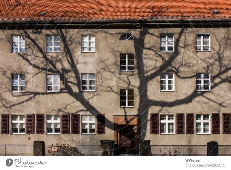 The shadow of a large tree on an old Berlin house facade Facade House (Residential Structure) Tree Shadow Sunlight Winter sun Large sprawling mightily Window