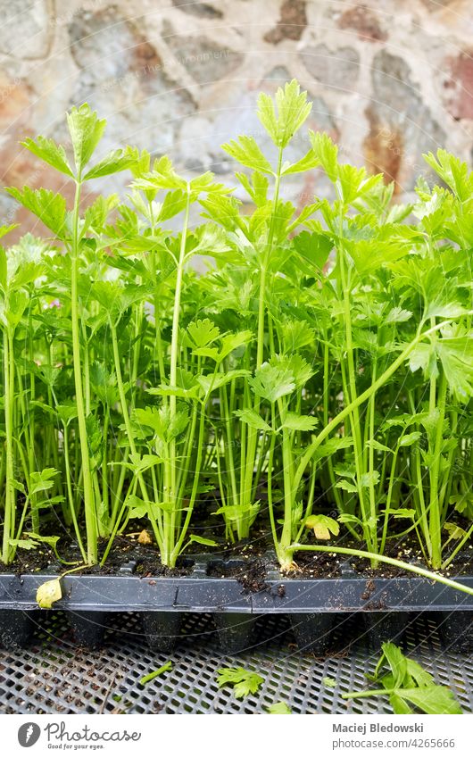 Close up picture of celery seedlings in a plastic container, selective focus. gardening farming vegetable organic green nature food agriculture plant growth