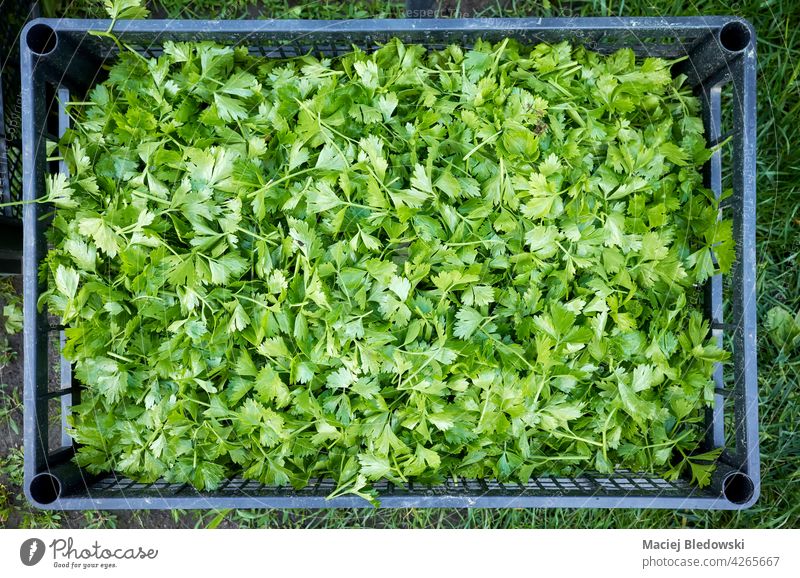 Celery seedlings cut leaves in a plastic container. celery leaf food farming vegetable organic green box nature garden agriculture plant natural close up