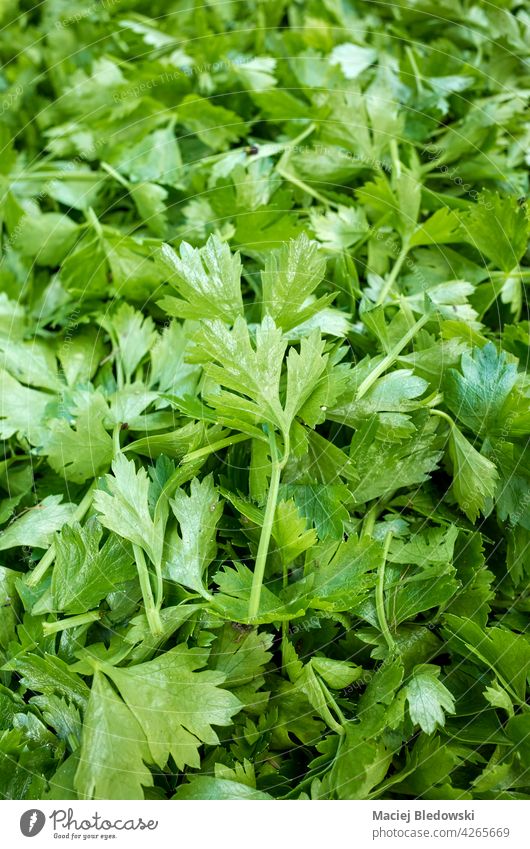 Celery seedlings cut leaves, selective focus. celery leaf farming vegetable organic green nature background food agriculture plant natural close up clipping